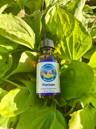 Attēlu rezultāti vaicājumam “Plantago major leaf”