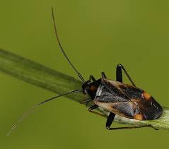Attēlu rezultāti vaicājumam “Adelphocoris seticornis”