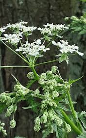 Image result for Chaerophyllum aureum
