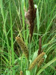 Attēlu rezultāti vaicājumam “Carex riparia”