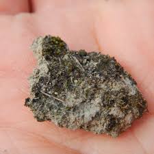 Attēlu rezultāti vaicājumam “Aloina rigida sporophyte”