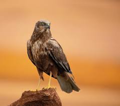 Attēlu rezultāti vaicājumam “Circus aeruginosus”