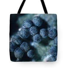 Attēlu rezultāti vaicājumam “Diachea sp.”