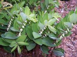 Attēlu rezultāti vaicājumam “Polygonatum odoratum flower”