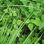 Attēlu rezultāti vaicājumam “Carex cespitosa flower”