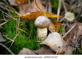 Attēlu rezultāti vaicājumam “Leccinum scabrum”