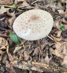 Attēlu rezultāti vaicājumam “Macrolepiota”