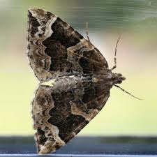 Attēlu rezultāti vaicājumam “Eulithis prunata”