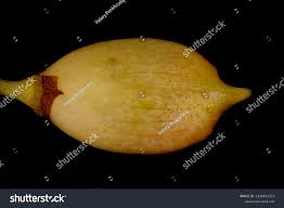 Attēlu rezultāti vaicājumam “Syringa vulgaris fruit”