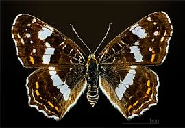 Attēlu rezultāti vaicājumam “Araschnia levana”