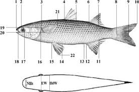 Image result for Liza aurata