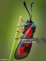 Attēlu rezultāti vaicājumam “Zygaena filipendulae”
