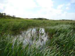 Attēlu rezultāti vaicājumam “Drepanocladus aduncus”