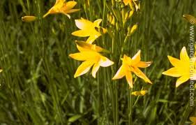 Attēlu rezultāti vaicājumam “Hemerocallis lilioasphodelus”