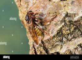 Attēlu rezultāti vaicājumam “Cimbex luteus”