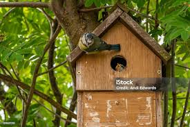 Attēlu rezultāti vaicājumam “Cyanistes caeruleus adult”