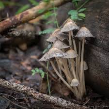 Attēlu rezultāti vaicājumam “Coprinus sp.”