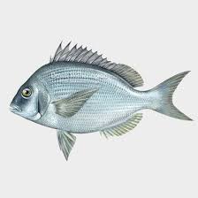 Image result for Stenotomus chrysops