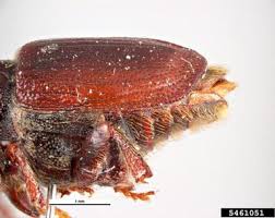 Attēlu rezultāti vaicājumam “Scolytus ratzeburgi”