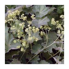 Image result for Alchemilla mollis