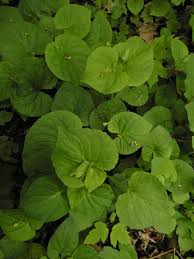 Attēlu rezultāti vaicājumam “Viola mirabilis”