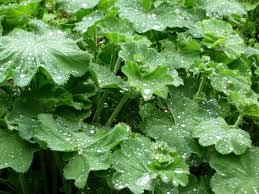 Attēlu rezultāti vaicājumam “Alchemilla vulgaris aggr.”