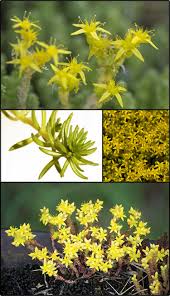 Image result for Sedum acre