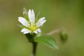Attēlu rezultāti vaicājumam “Cerastium holosteoides flower”