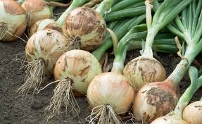 Image result for Zwiebeln