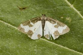 Attēlu rezultāti vaicājumam “Lomaspilis marginata”