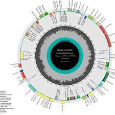 Attēlu rezultāti vaicājumam “Galega orientalis bud”