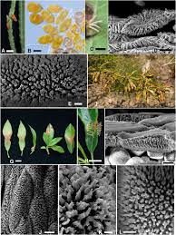 Attēlu rezultāti vaicājumam “Gymnosporangium sp.”