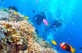 Resultado de imagen para cozumel dive