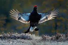 Image result for Tetrao tetrix