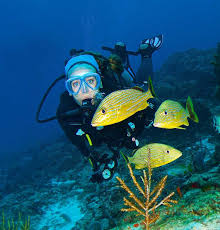 Resultado de imagen para cozumel dive