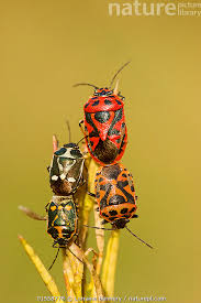 Attēlu rezultāti vaicājumam “Eurydema oleracea”