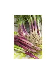 Résultat de recherche d'images pour "Allium fistulosum"