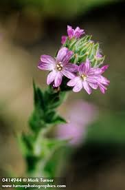 Attēlu rezultāti vaicājumam “Epilobium roseum flower”