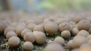 Attēlu rezultāti vaicājumam “Reticularia jurana macro”