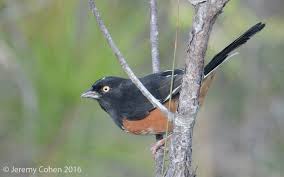 Image result for Pipilo erythrophthalmus