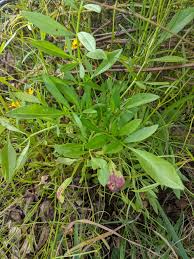 Attēlu rezultāti vaicājumam “Serratula tinctoria leaf”