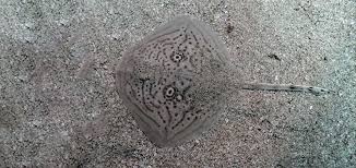 Image result for Raja radula