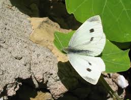 Attēlu rezultāti vaicājumam “Pieris rapae female”