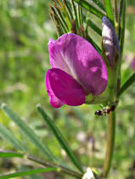 Attēlu rezultāti vaicājumam “Vicia angustifolia flower”