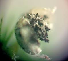 Attēlu rezultāti vaicājumam “Badhamiopsis scripta spores”