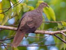 Attēlu rezultāti vaicājumam “Paracorymbia maculicornis imago”