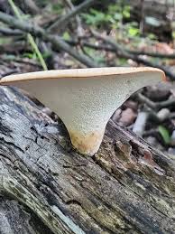 Attēlu rezultāti vaicājumam “Polyporus tuberaster”