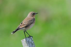 Attēlu rezultāti vaicājumam “Oenanthe oenanthe”