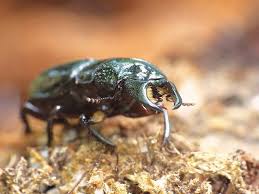 Attēlu rezultāti vaicājumam “Ceruchus chrysomelinus”