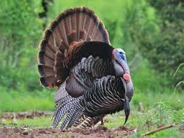 Attēlu rezultāti vaicājumam “Meleagris male”